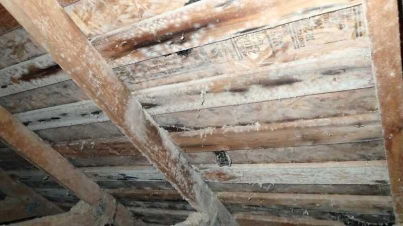 White mold infestation in an attic