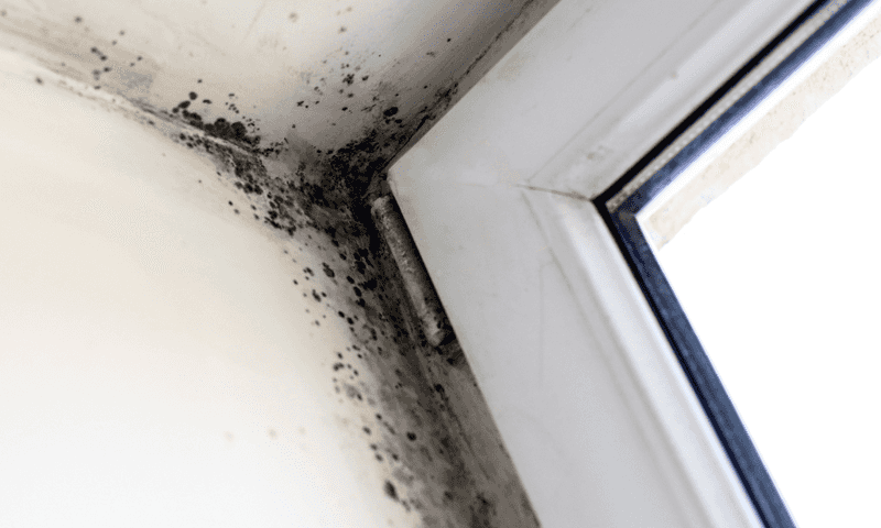Mold growing on ceiling
